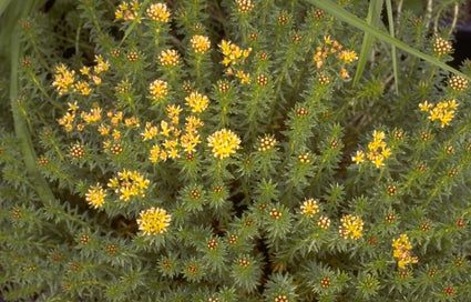 Rhodiola wallichiana
