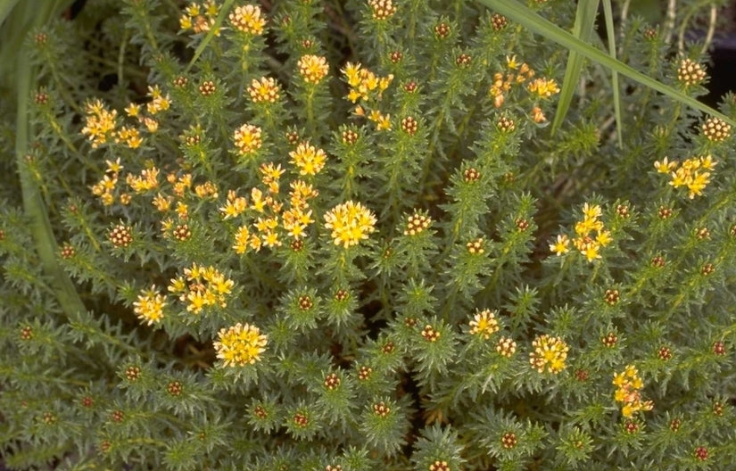 Rhodiola wallichiana