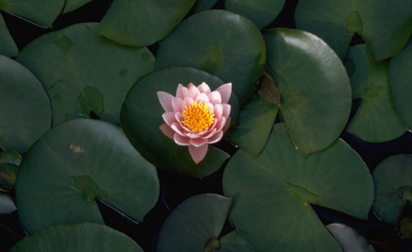 Nymphaea 'Firecrest'