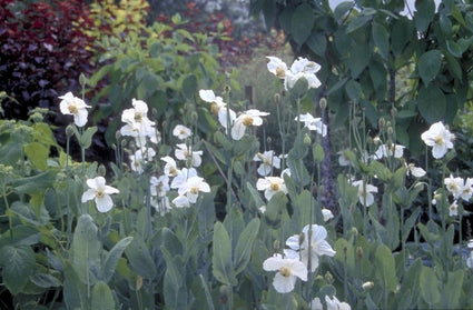 Blauwe klaproos - Meconopsis betonicifolia 'Alba'