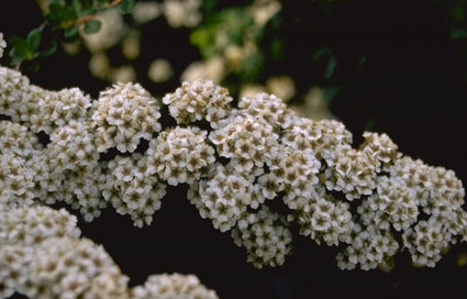 Struikspirea - Spiraea nipponica