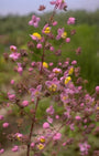 Thalictrum rochebrunianum