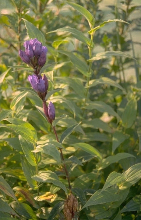 Gentiana triflora 'Royal Blue'