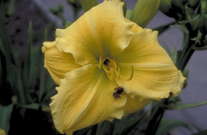 Daglelie - Hemerocallis 'Beauty to Behold'