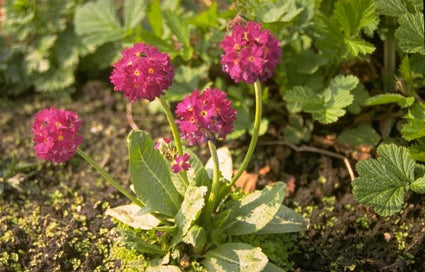 Kogelprimula - Primula denticulata 'Rubin'