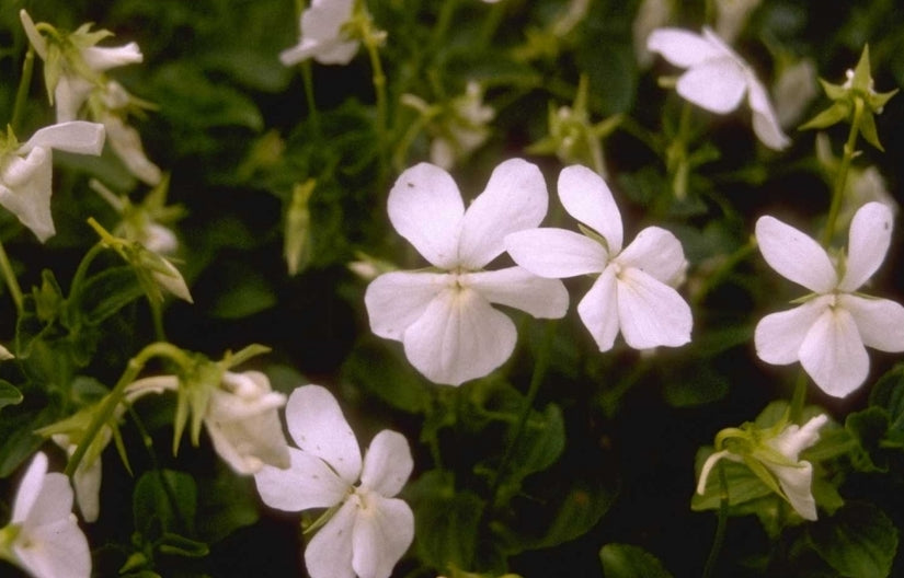 Viooltje - Viola 'Alba'