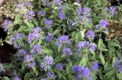 Baardbloem - Caryopteris clandonensis 'Arthur Simmonds'