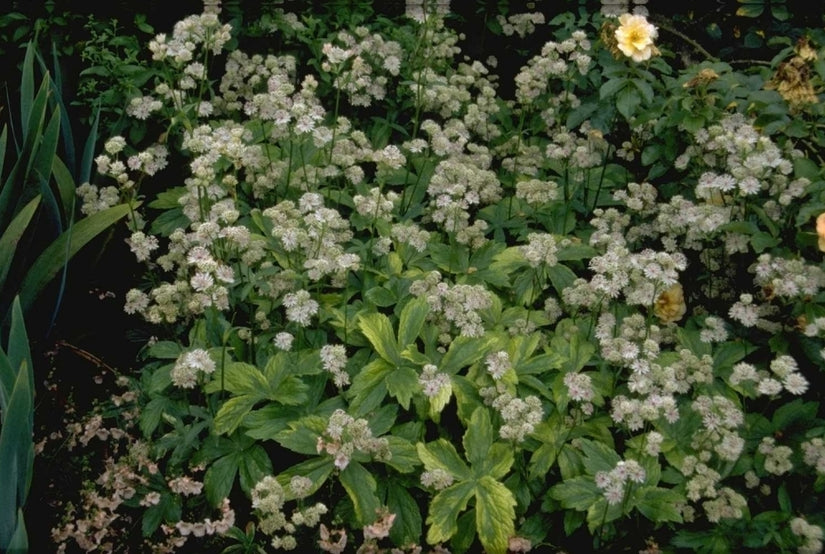 Zeeuws knoopje - Astrantia major 'Sunningdale Variegated'