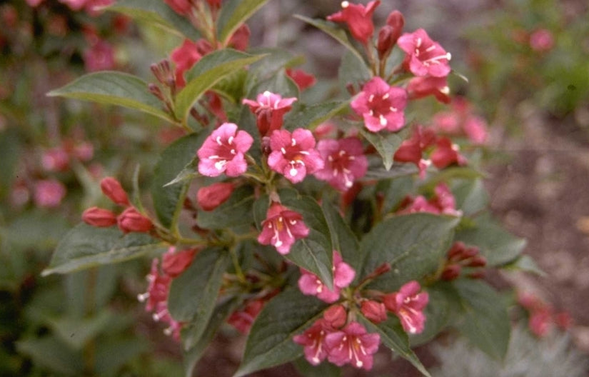 Weigelia - Weigela 'Bristol Ruby'