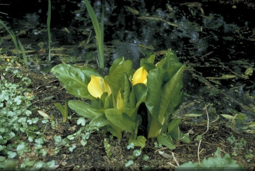 Lysichiton americanus