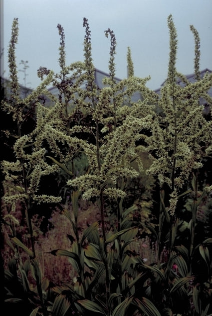 Veratrum californicum