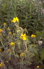 Brandkruid - Phlomis fruticosa