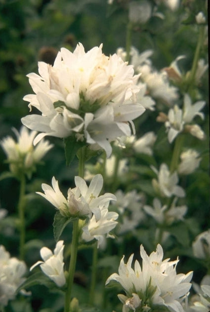 Kluwenklokje - Campanula glomerata 'Alba'