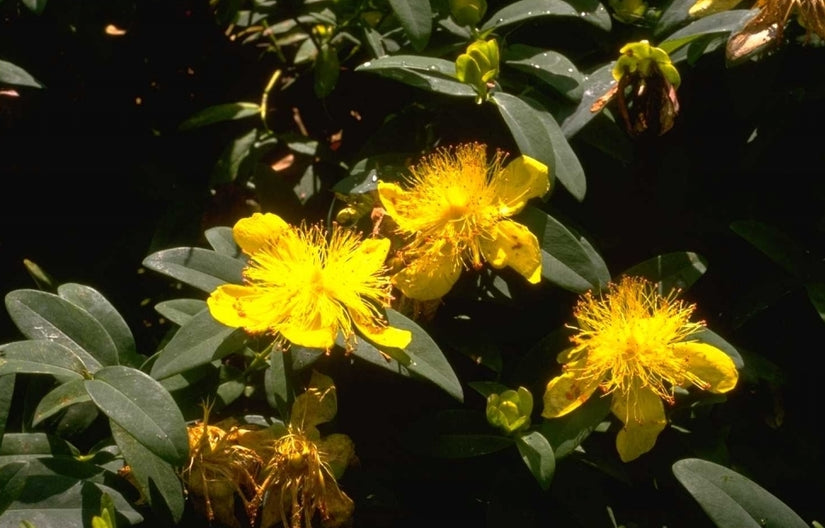 Hertshooi - Hypericum calycinum