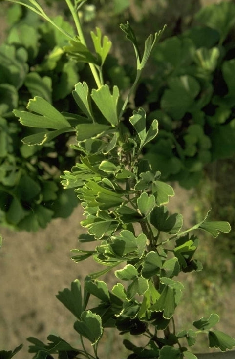 Japanse notenboom - Ginkgo biloba 'Tubifolia'