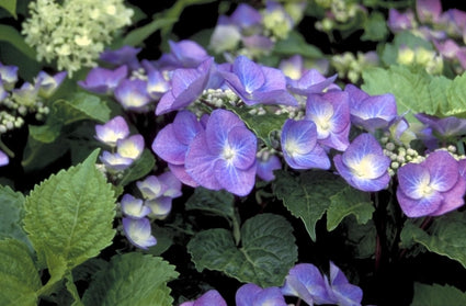 Hortensia - Hydrangea macrophylla 'Zorro'