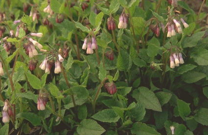 Symphytum grandiflorum 'Wisley Blue'