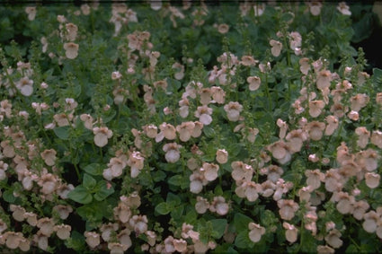 Diascia 'Blackthorn Apricot'