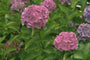 Boerenhortensia - Hydrangea macrophylla 