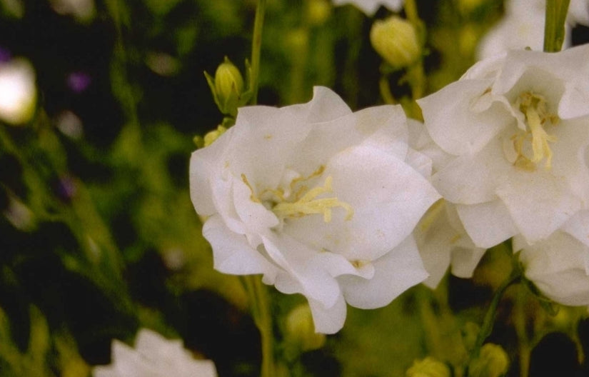 Campanula persicifolia 'Moerheimii'