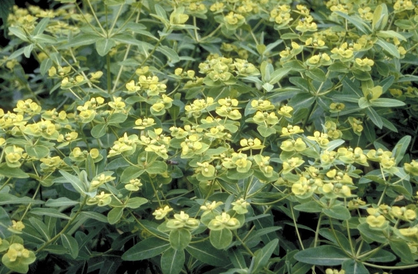 Wolfsmelk - Euphorbia schillingii