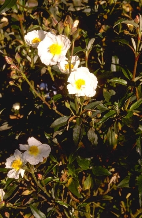 Rotsroos - Cistus laurifolius