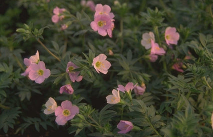 Polemonium carneum