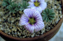 Saxifraga paniculata var. brevifolia