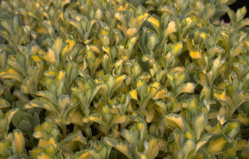 Sedum alboroseum 'Mediovariegatum'