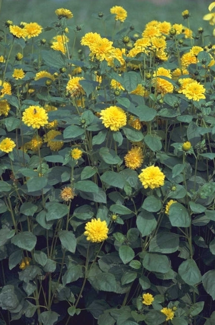 Zonnebloem - Helianthus decapetalus 'Plenus'