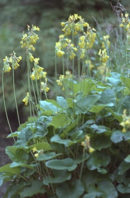 Sleutelbloem - Primula florindae