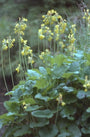 Sleutelbloem - Primula florindae