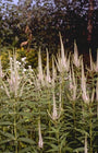 Zwarte ereprijs - Veronicastrum virginicum 'Pink Glow'