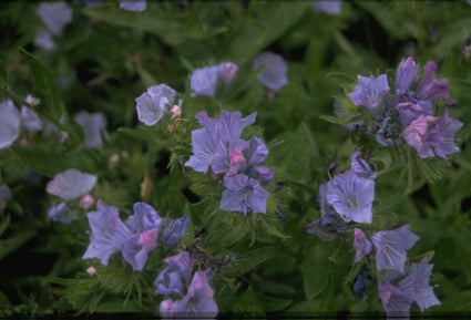 Slangenkruid - Echium vulgare 'Blue Bedder'