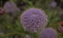 Trachymene coerulea