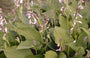 Hartlelie - Hosta 'Aoki'