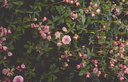 Zeeuws knoopje - Astrantia major 'Rosea'