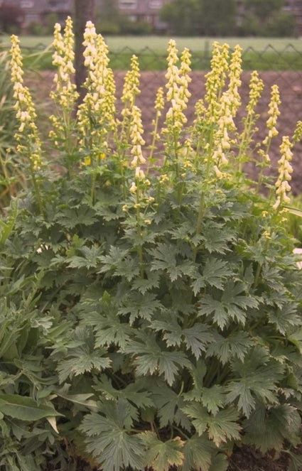 Aconitum 'Ivorine'