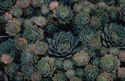 Sempervivum 'Triste'