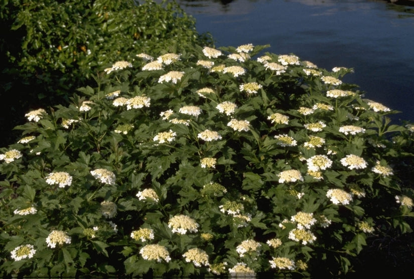 Gelderse roos - Viburnum opulus 'Compactum'