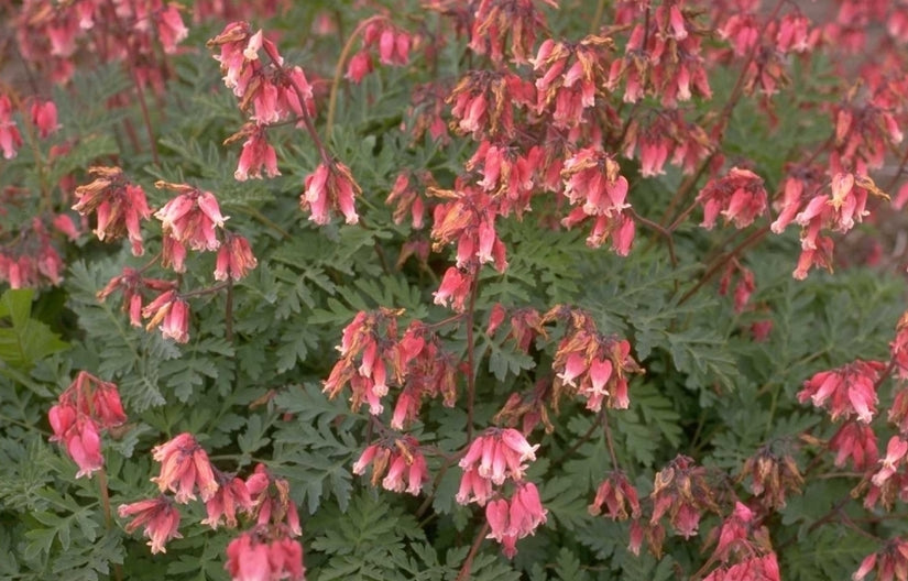 Gebroken hartje - Dicentra 'Luxuriant'