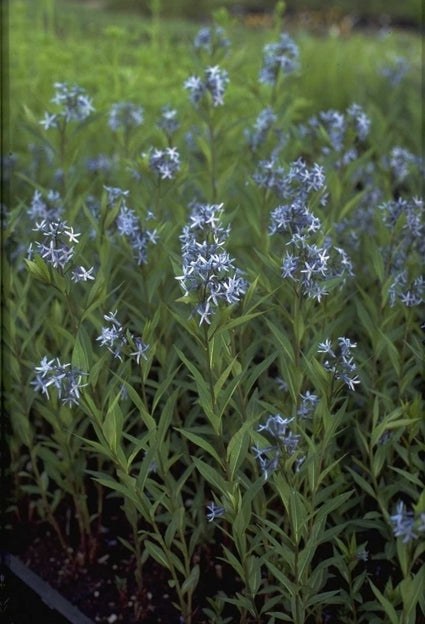 Amsonia ciliata