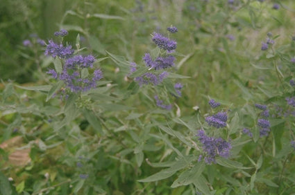 Baardbloem - Caryopteris x clandonensis 'Kew Blue'