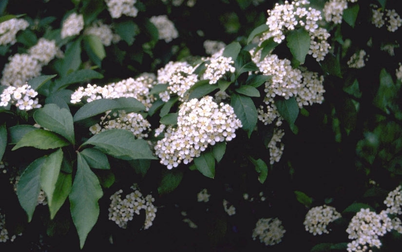 Glansmispel Photinia villosa var. laevis