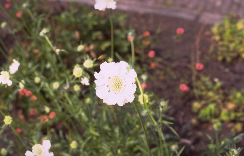 Kaukasisch duifkruid - Scabiosa caucasica 'Miss Willmott'