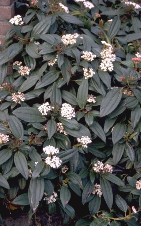 Sneeuwbal - Viburnum Davidii