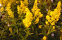 Guldenroede - Solidago 'Praecox'