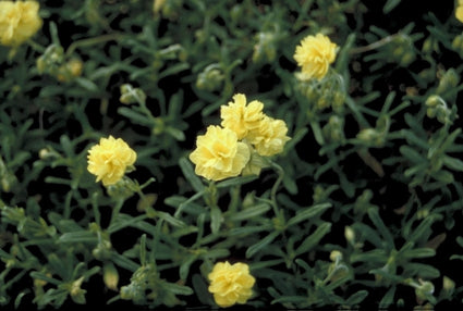 Zonneroosje - Helianthemum 'Sulphureum Plenum'