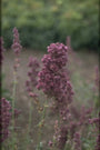 Salvia nemorosa 'Pußtaflamme'