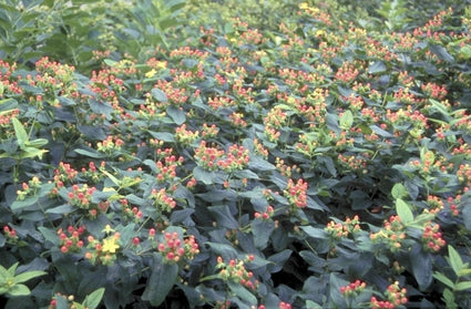 Hypericum 'Magical Flame'